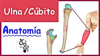 Anatomía de la ULNA  CÚBITO  Explicación Fácil y Dinámica [upl. by Colner]