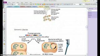 AP Bio Chapter 20 Section 1 [upl. by Adalai]