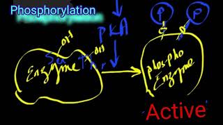 Covalent Modification of Enzymes DrAJGhalayini [upl. by Emmerich]