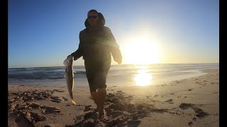 Fishing Dongara Mulloway Jewfish Tailor and Wobbegong sharks fishing adventure [upl. by Tanny]