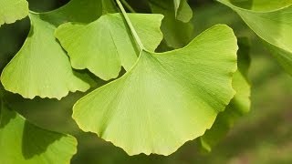 Le ginkgo Ginkgo biloba [upl. by Kemble]