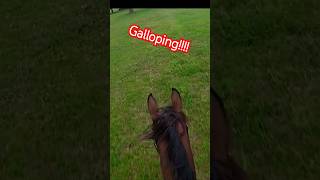 Galloping on the galloping track horse horseenthusiast equestrian fast galloping speed track [upl. by Simon998]