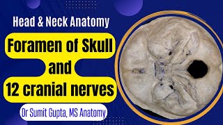 ALL CRANIAL NERVES THROUGH SKULL FORAMEN [upl. by Tess677]