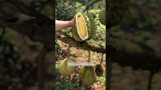 DURIAN MONTHONG THAILAND fyp fypシ゚viral durian durianmonthong duriandurihitam duren viral [upl. by Feola]