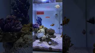 My new reef tanknewbie tank [upl. by Butta]