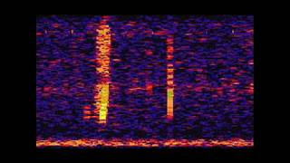 The Bloop A Mysterious Sound from the Deep Ocean  NOAA SOSUS [upl. by Acinehs]