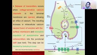 Neurotransmission at cholinergic neurons Ketzung [upl. by Andert]