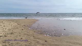 Islantilla Town Beach Sea Playa Sand Water Seagull Spain España Andalucía October 191024 year 2024 [upl. by Orvie]