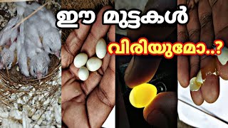 ഫിഞ്ചുകളുടെ ഈ മുട്ടകൾ വിരിയുമോ Finches bird egg problems malayalam [upl. by Og]