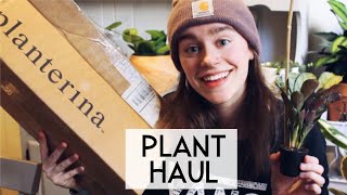 Houseplant Unboxing My 1st Time Ordering Plants Online [upl. by Mycah]