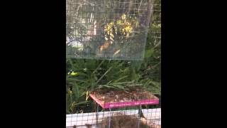 Red faced parrot finch building a nest [upl. by Yeliah520]