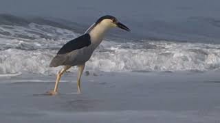 Black crowned Night Heron  July 8  2024 [upl. by Andriana]