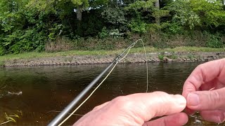 Fishing with an Otter on the RIver Doon [upl. by Aiynot60]