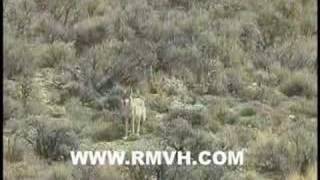 Coyote Hunting in Utah with a decoy [upl. by Ardiekal]