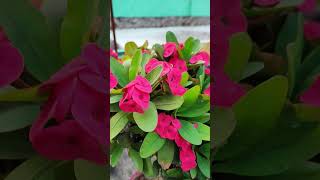 Euphorbia milii plant  shorts youtubeshorts euphorbiamilii [upl. by Velvet]