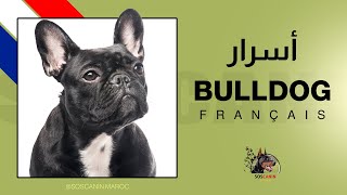 Bouledogue Français  أسرار البلدغ الفرنسي [upl. by Ylesara850]