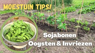 SOJABONEN OOGSTEN amp INVRIEZEN  Edamame  Moestuin tips [upl. by Ebenezer]