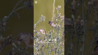 بتبتة الحسون goldfinch singing الحسون goldfinchsinging birdslover birds chardonneret [upl. by Yerahcaz13]