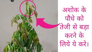 अशोक का पेड़ बढ़ेगा दुगनी गति से बस ऐसे करे देखभाल। Polyalthia longifolia Plant Care To Grow Fast [upl. by Gowrie]