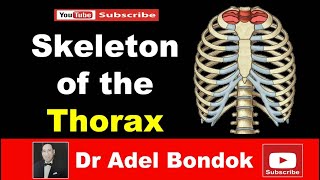 Skeleton of the Thorax Sternum Ribs amp Vertebrae Dr Adel Bondok [upl. by Strang]