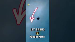 JET Speed VS Peregrine Falcon [upl. by Vic]