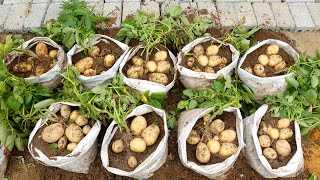 Tips for Growing Potatoes in Sacks for Large and Lots of Tubers [upl. by Melina]