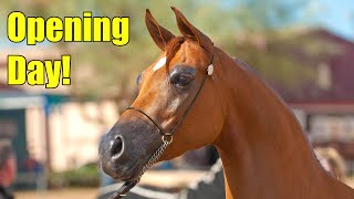 Scottsdale Arabian Horse Show Opening Day 2022 in 4K [upl. by Becka]