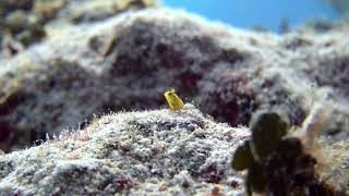 yellow blenny macro [upl. by Stralka]