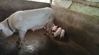 PIGGERY FARM PIGLETS 25 DAYS OLD HURRY UP MGA buyer ready to sale [upl. by Jervis]