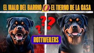 ¿Perro Peligroso o Gran Compañero Conoce al Rottweiler [upl. by Atteuqram]