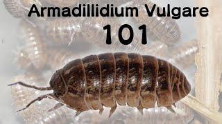 How to care for Armadillidium vulgare [upl. by Elletnahs695]