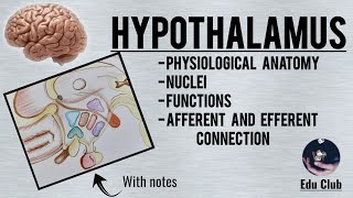 Hypothalamus  Nuclei  Functions  Connections  Physiological Anatomy [upl. by Sculley]