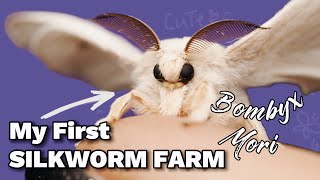 Raising a Silkworm farm Bombyx Mori  CUTEST MOTH [upl. by Anawahs683]