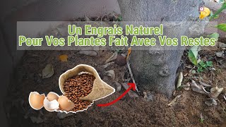 Fabriquer Un Engrais Naturel Bio Pour vos Arbres et vos Plantes [upl. by Gilberta]