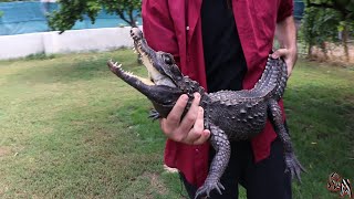 🐊 Cocodrilo Enano Africano Osteolaemus tetraspis  De mis preferidos  🐊 [upl. by Atkinson420]