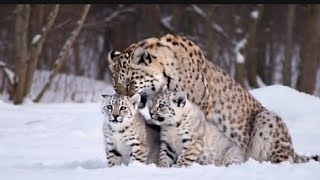 Rare Snow White Leopard with Adorable Cubs – Stunning Wildlife Moments [upl. by Naud]