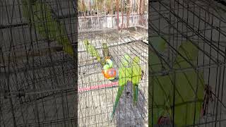 parrot waterbirds waterbird birds waterfowl funny greenparrot weddingbird [upl. by Un]