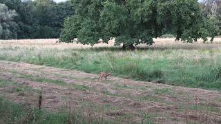 Kurzansitz im Sommer auf einer Waldwiese  Jagdkrone [upl. by Iturk]