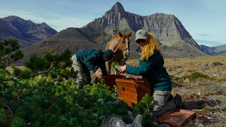 Planting the Future Saving whitebark and limber pine [upl. by Nader]