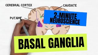 2Minute Neuroscience Basal Ganglia [upl. by Pollak]