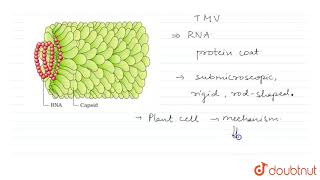 TOBACCO MOSAIC VIRUS [upl. by Dao]