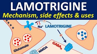 Lamotrigine  Mechanism side effects drug interactions amp uses [upl. by Ayitahs611]