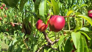 NECTARINE FRUIT [upl. by Bourgeois308]