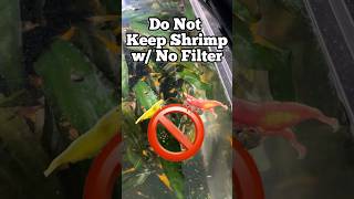 Do NOT Keep Shrimp with No Filter aquariumshrimp aquariums plantedtanksetup [upl. by Dag]