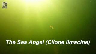 Sea Angel Clione limacina [upl. by Christmann]