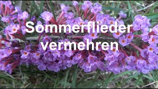 Sommerflieder vermehren Ableger Stecklinge machen Buddleja Schmetterlingsflieder [upl. by Jasmin385]