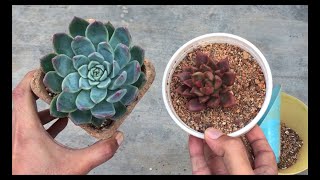 REPOTTING ANOTHER ROOT BOUND ECHEVERIA  SUCCULENT CARE TIPS [upl. by Nikolai]