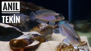 Lamprologus Ocellatus Tanganyika Aquarium [upl. by Enuj757]