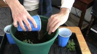 How to grow 3 tomato plants in the space of one [upl. by Yanrahc]