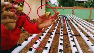 Tips menanam Sawi Hidroponik part 1  How to plant hydroponics [upl. by Anaiad]